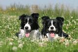 BORDER COLLIE 525